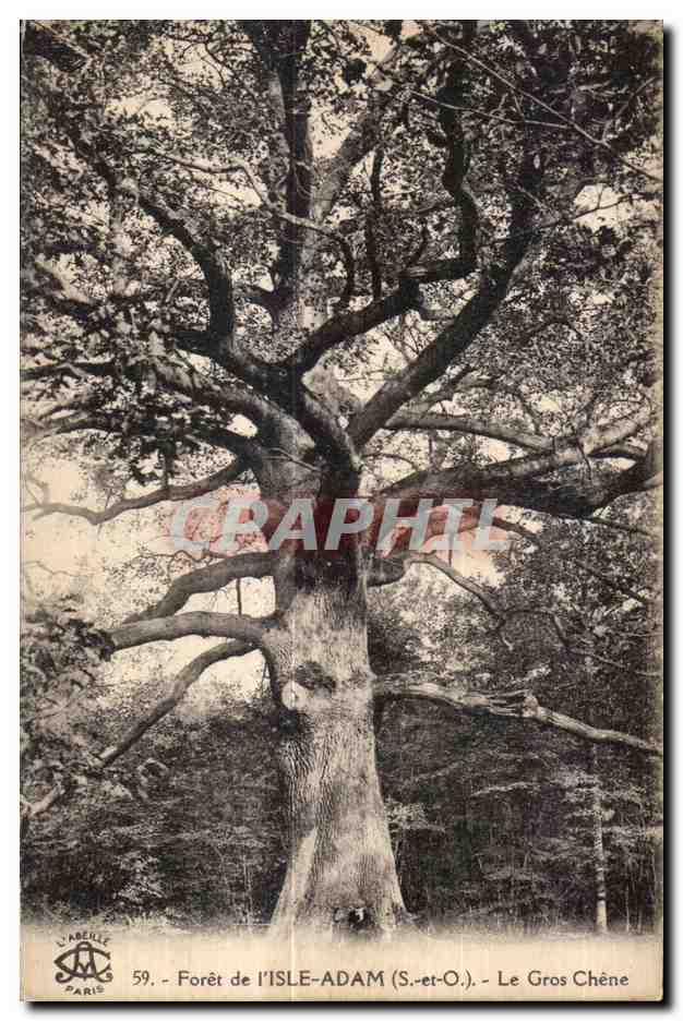 Wald von Isle-Adam (S.-et-O.) — Der große Eichenbaum — L'Abellie, Paris, Nr. 59