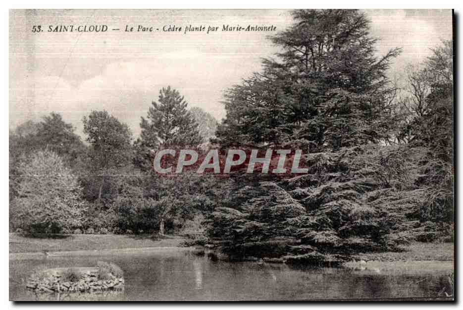 CPA Saint Cloud Le Parc Cedre plante par Marie Antoinette