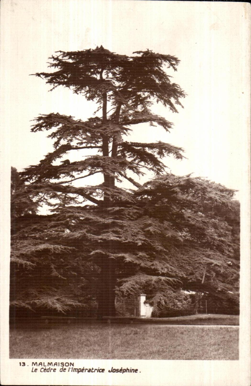 CPA Malmaison Le Cedre de l Imperatrice Josephine