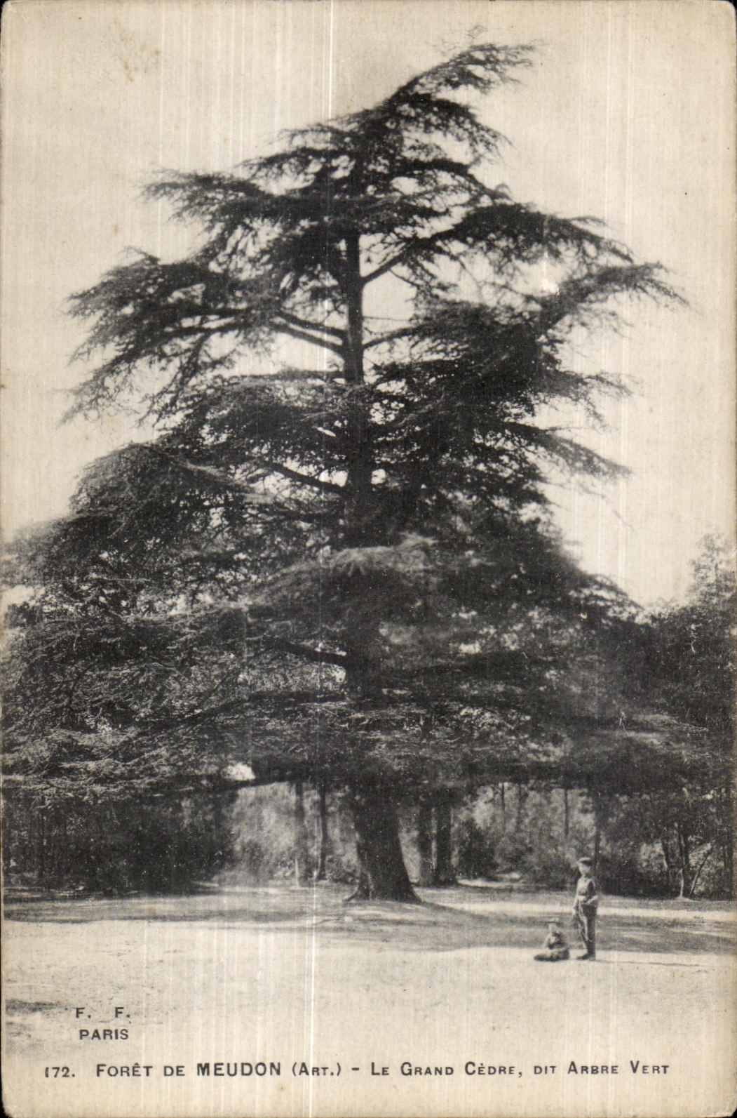 CPA Foret de Meudon Le grand Cedre dit arbre vert