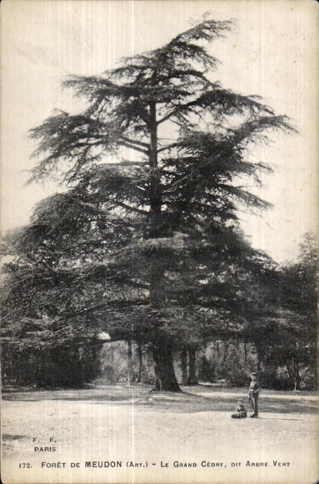 CPA Foret de Meudon Le grand Cedre dit arbre vert