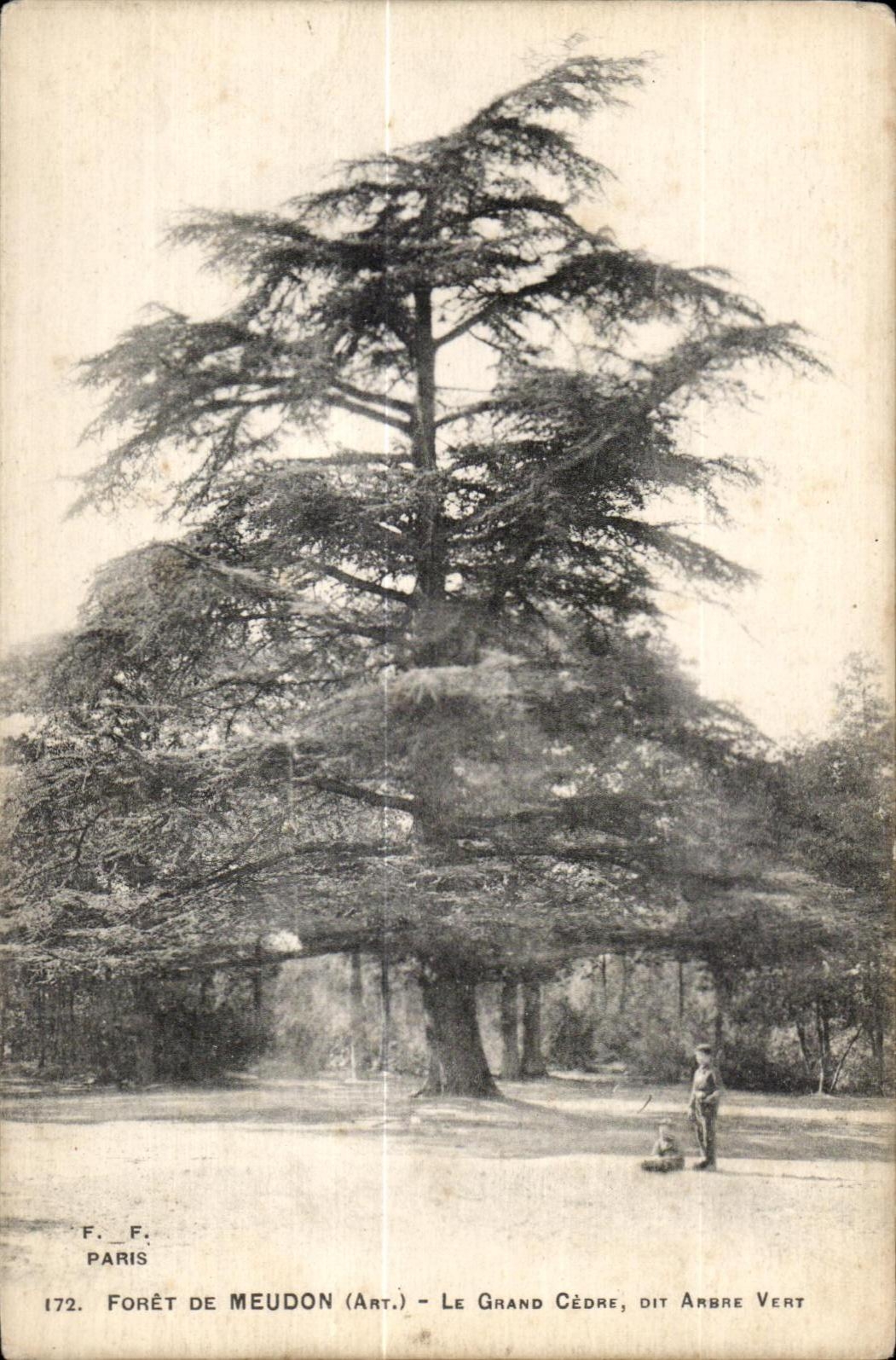 CPA Foret de Meudon Le Grand Cedre dit Ambre vert
