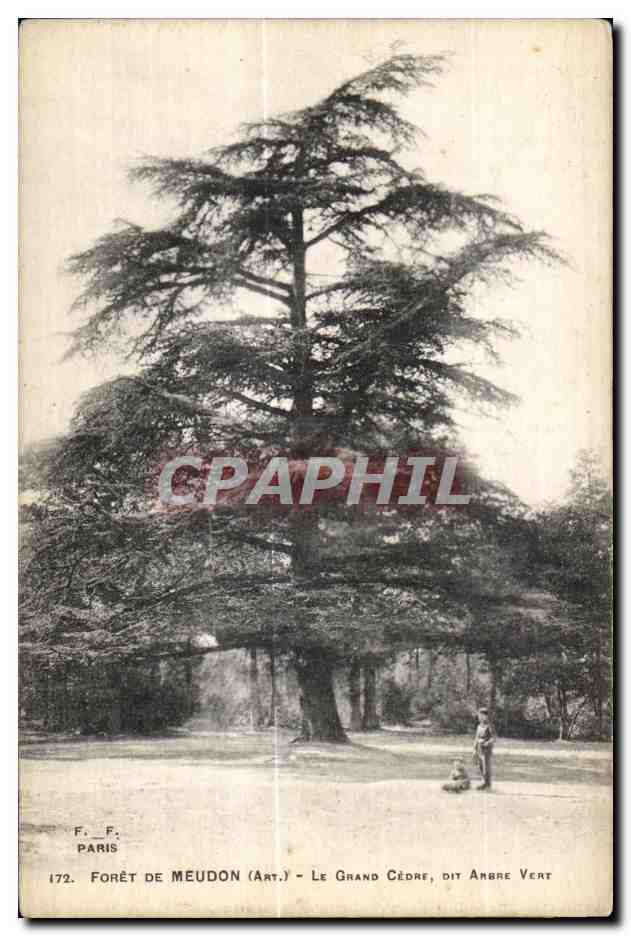 CPA Foret de Meudon Le Grande Cedre Dit Ambre Vert