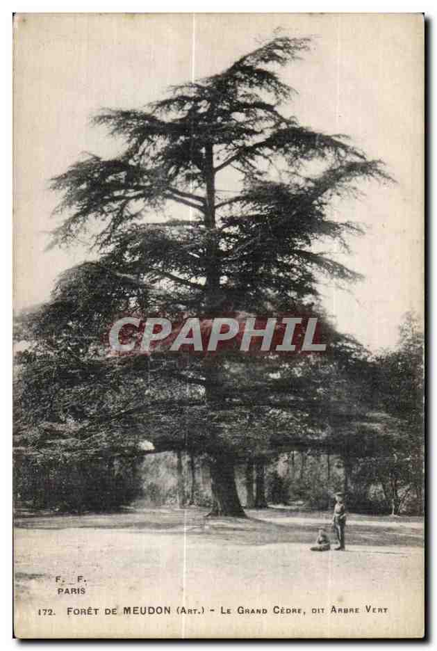 CPA Foret De Meudon Le grand Cedre sit Arbre Vert