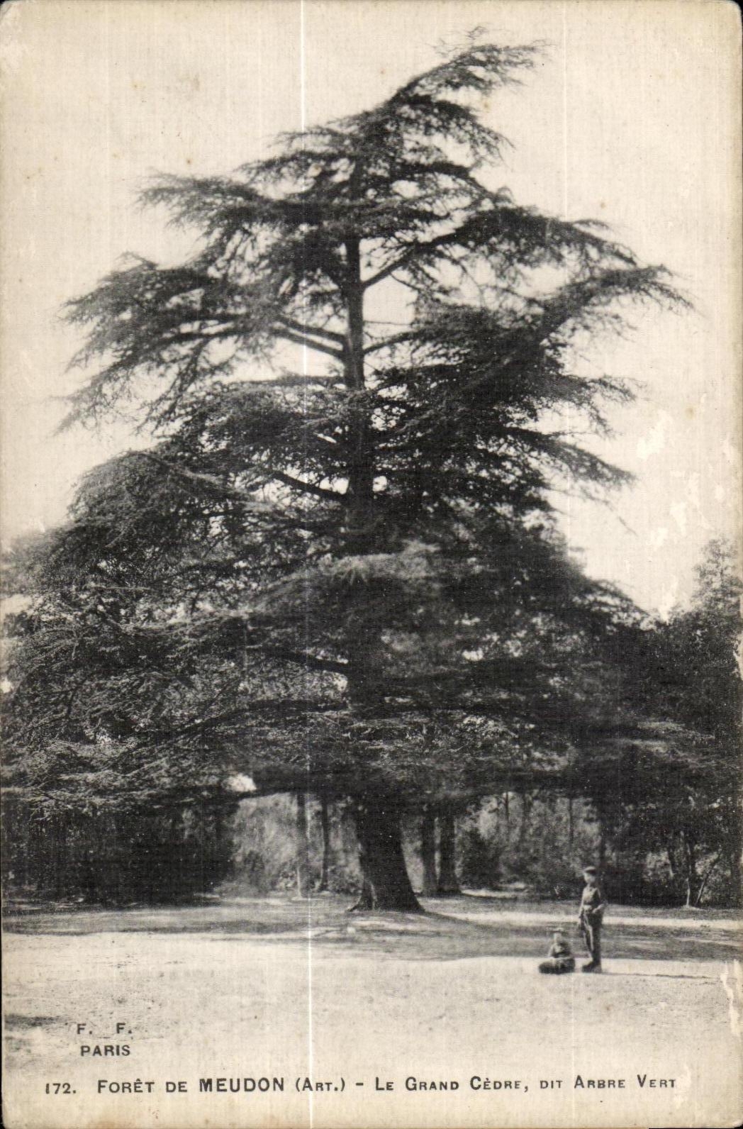 CPA Foret De Meudon Le Grand Cedre Sit Arbre Vert