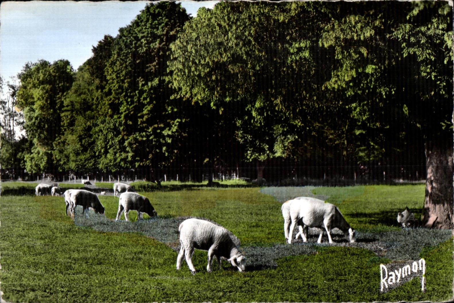 Scene Champetre - Images de France - mouton - sheep - CPA 