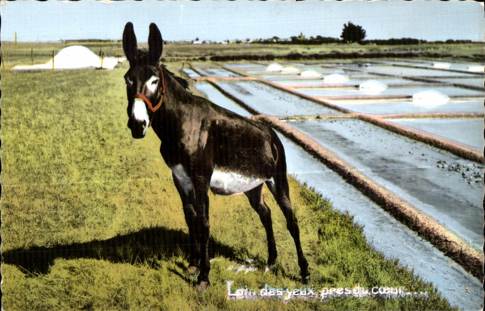 CPSM Loin des jeux pres du coeur ane Donkey Marais salants