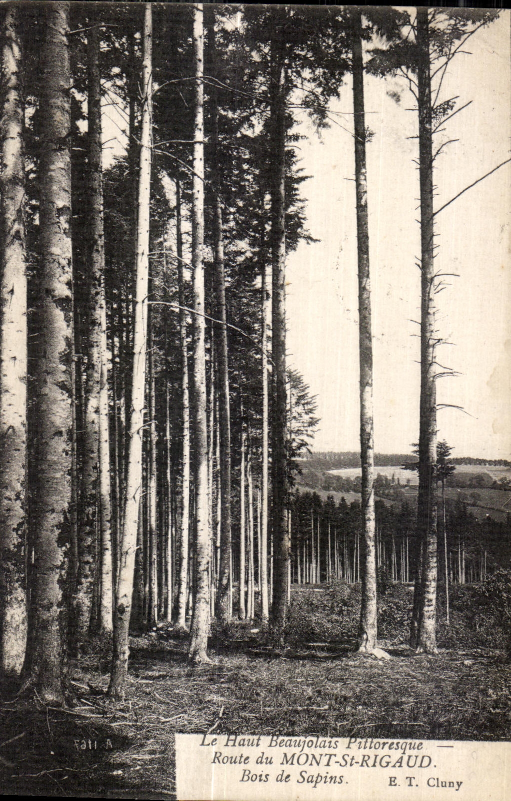 Mont St Rigaud - Bois de Sapins - CPA 
