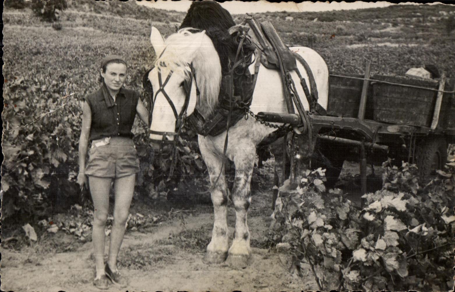 CARTE PHOTO Mes vendanges Cheval Attelage