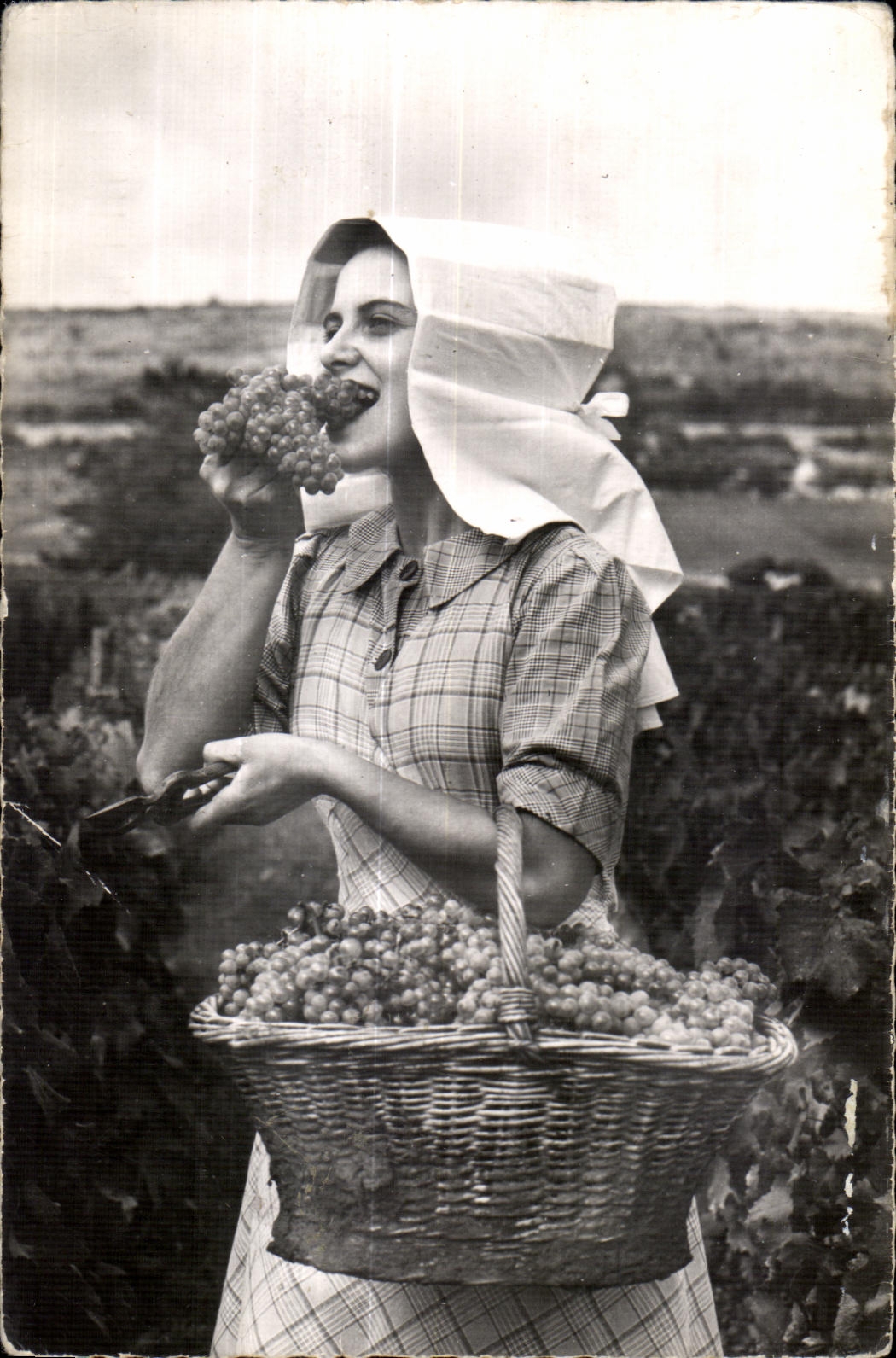 CPM Les vendanges en Bourgogne Vendangeuse Folklore Costume