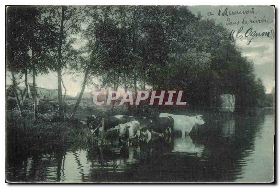 CPA A l abreuvoir dans la riviere L Ognon Vaches