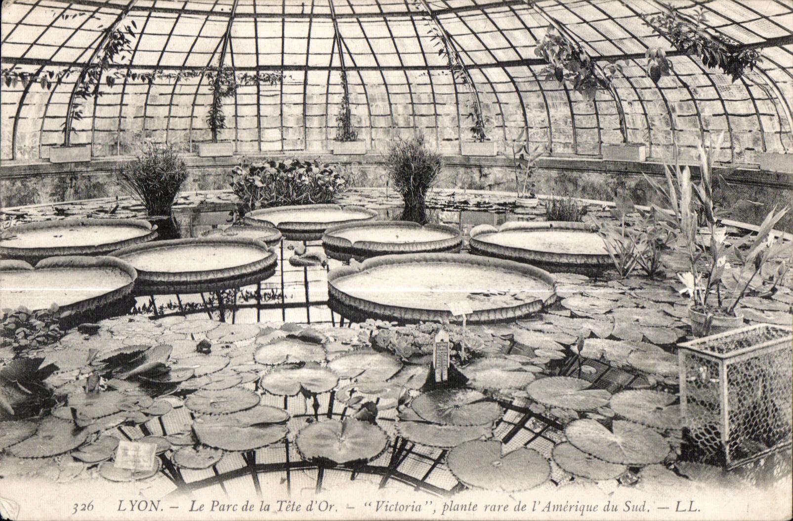 CPA Lyon le Parc de la Tete d Ora Victoria Plante rare l Amerique du Sud