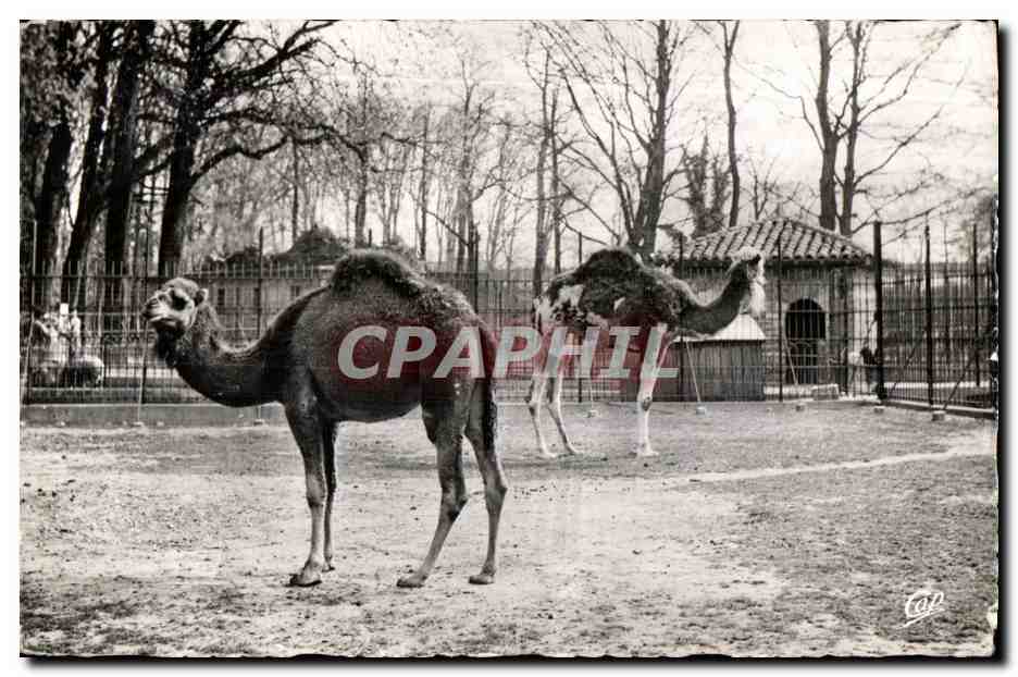 CPM Lyon Parc de la Tete d Or Les Dromadaires Camel Chameau 