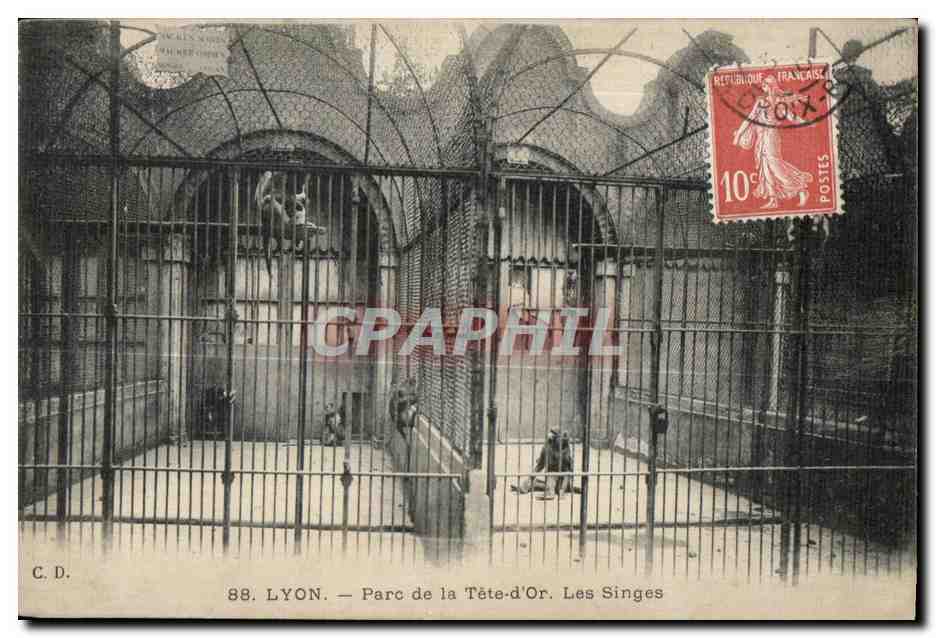 CPA Lyon Parc de la Tete d Or Les Singes Singe Monkey Zoo