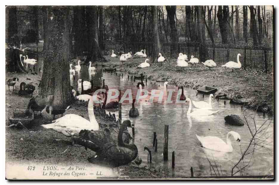 CPA Lyon Au Parc Le Refuge des Cygnes swan