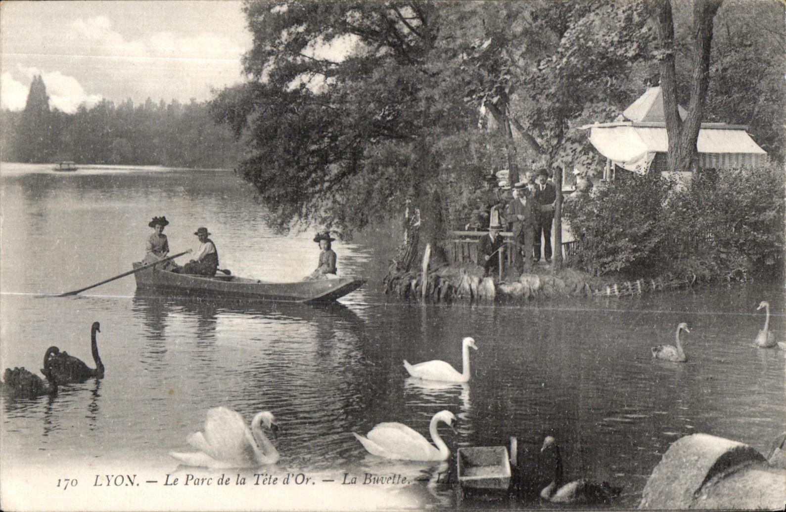 CPA Lyon Le Parc de la Tete D Or Cygne Swan