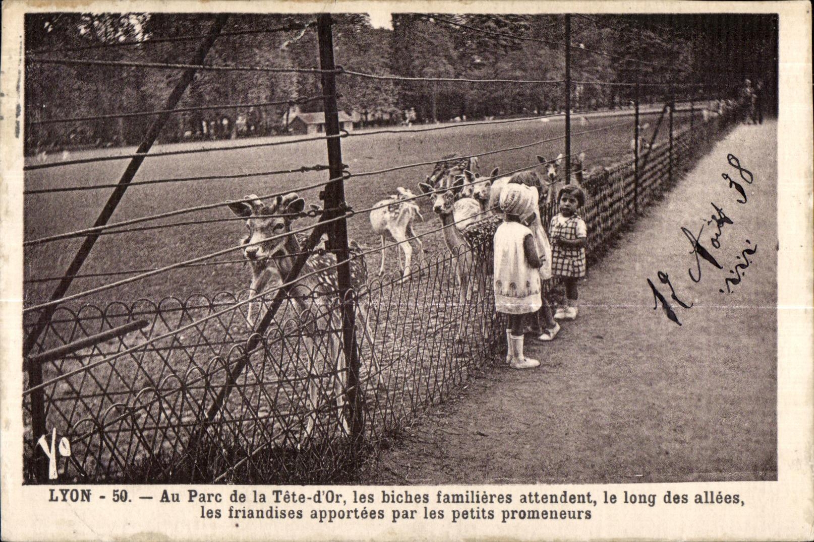 CPA Lyon Au Parc de la Tete d or Les Biches Familieres zoo