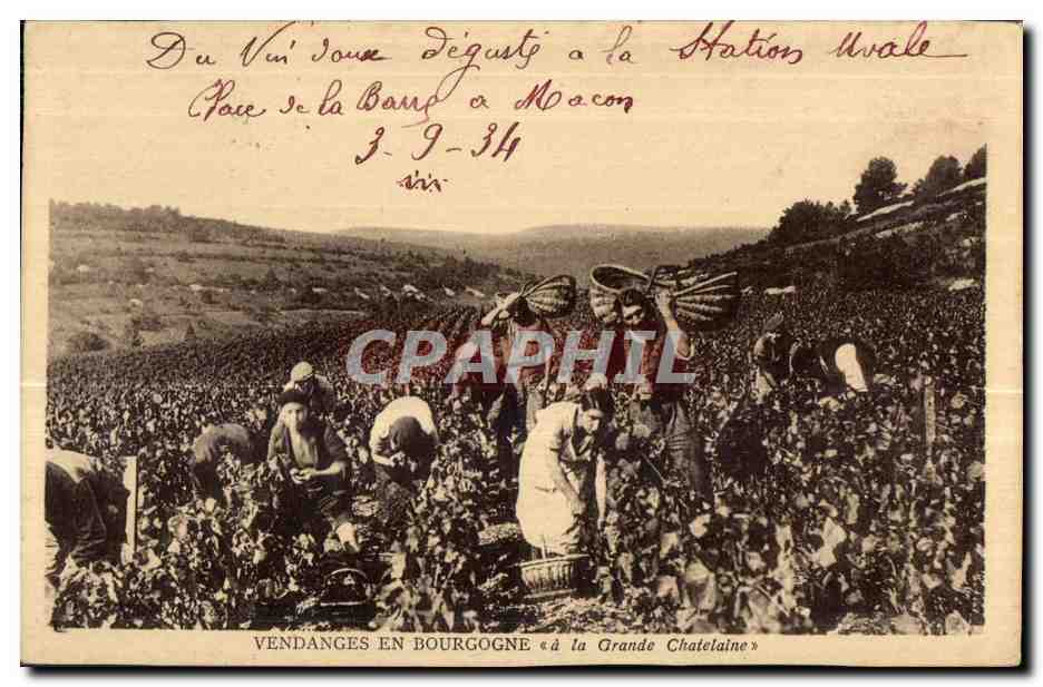 Vendanges en Bourgogne à la Grande Chatelaine — édition non identifiée