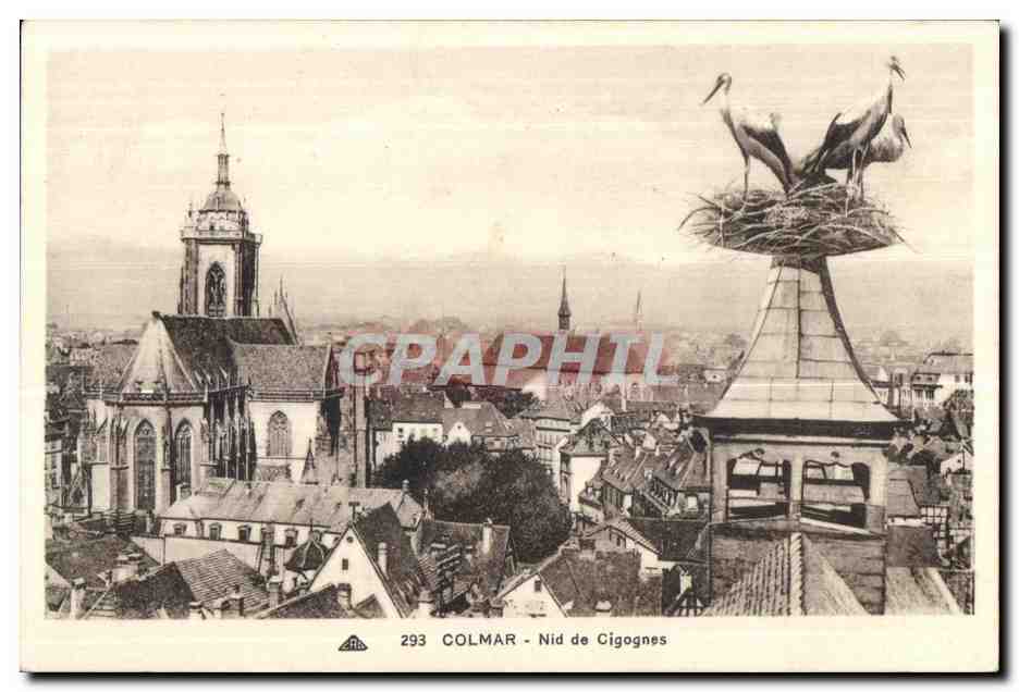 CPA Colmar Nide de Cigognes