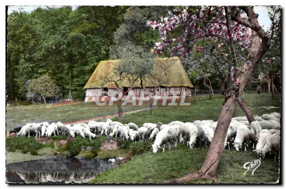 CPSM La Normadie Moutons au Bocage Sheep