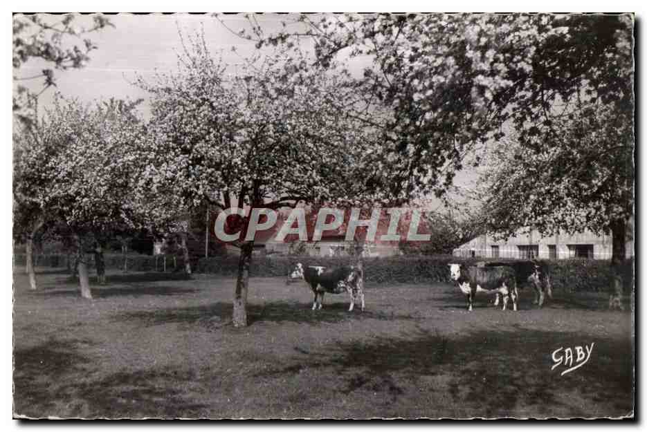 CPSM La Normandie Paturage normand et Pommiers en fleurs Vaches