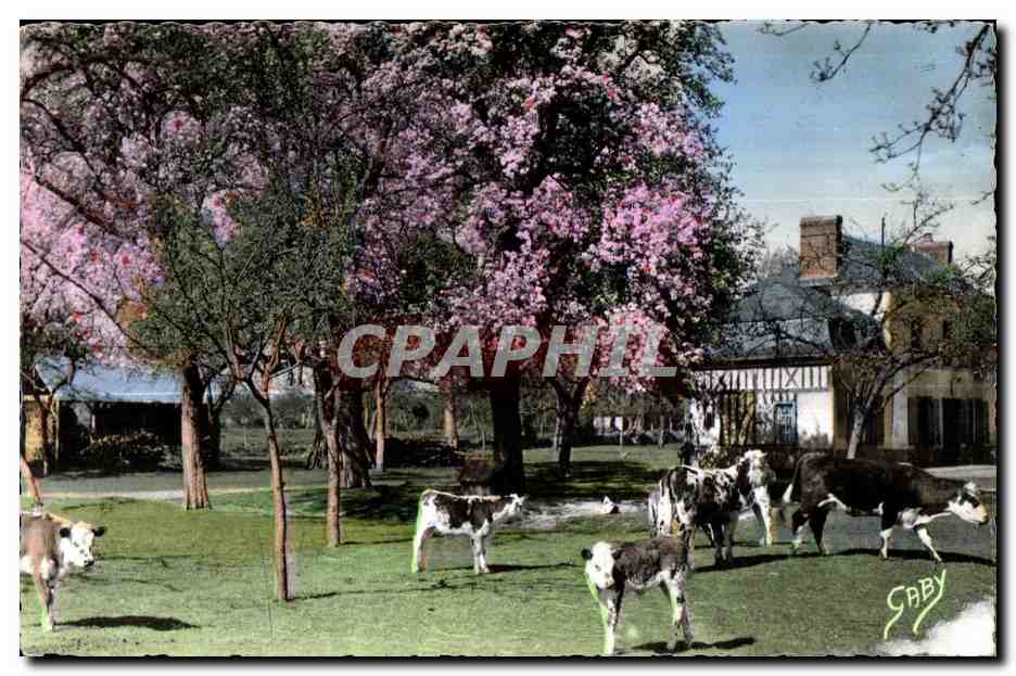 Paysage pastoral avec vaches — SABY — éditeur SABY