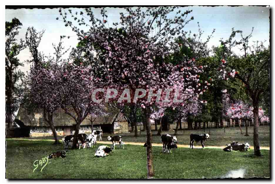 CPSM La Normandie La Sieste Vaches