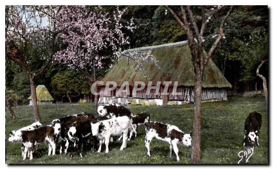 Vaches dans un pré — maison en chaume au fond — éditeur SABY