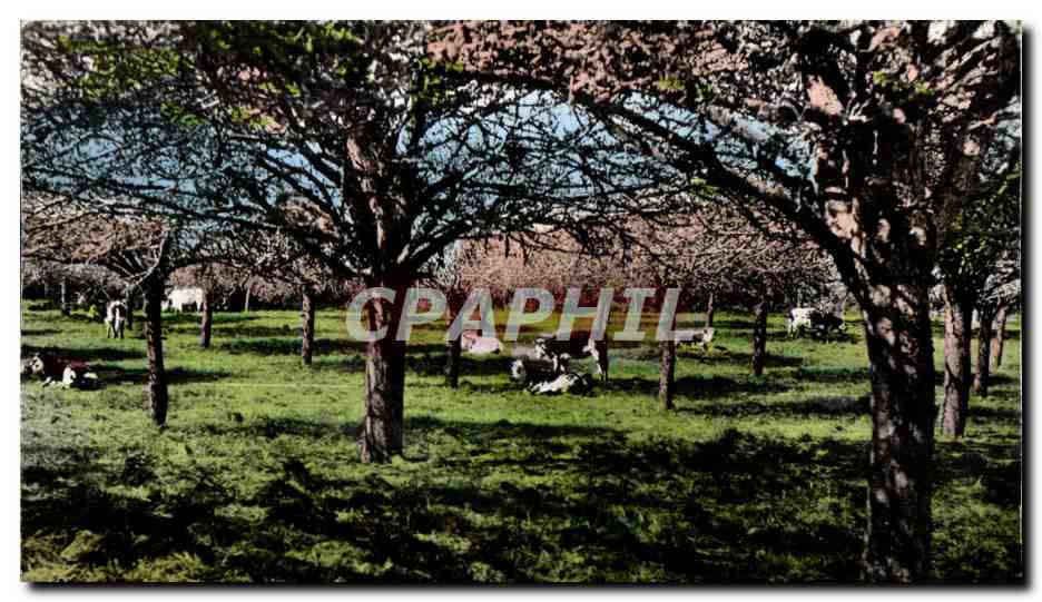 Paysage de printemps — Arbres en fleurs avec vaches paissant — Éditeur non identifié