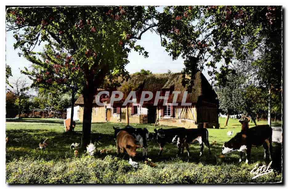 CPSM Ferme Normande Vaches