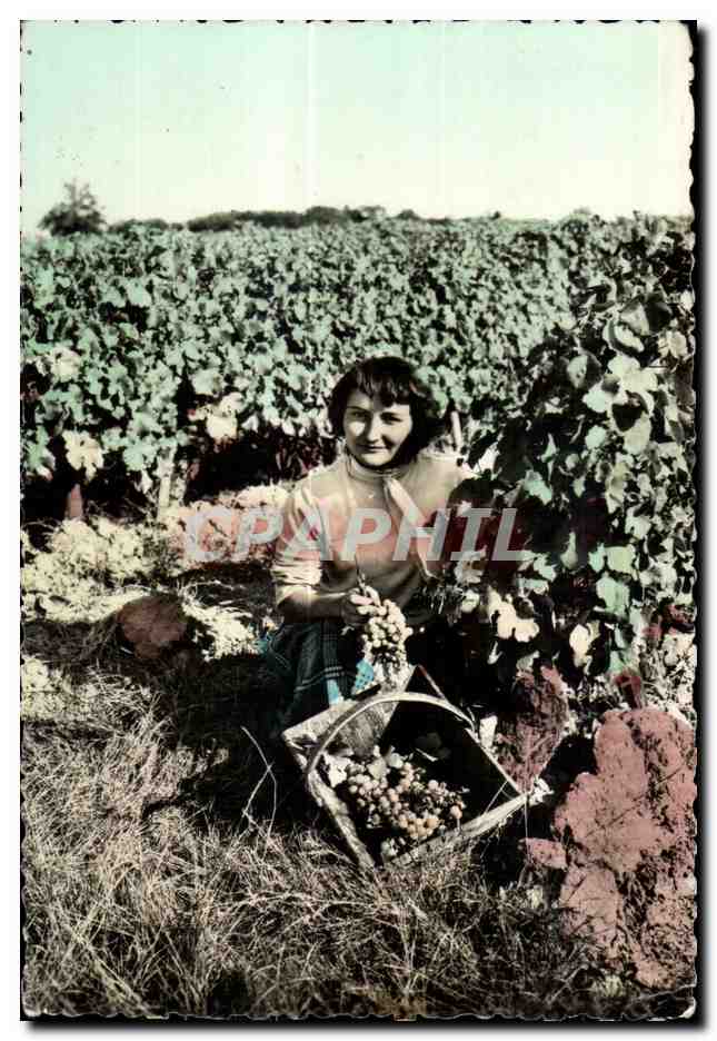CPA Souvenir De Vendanges