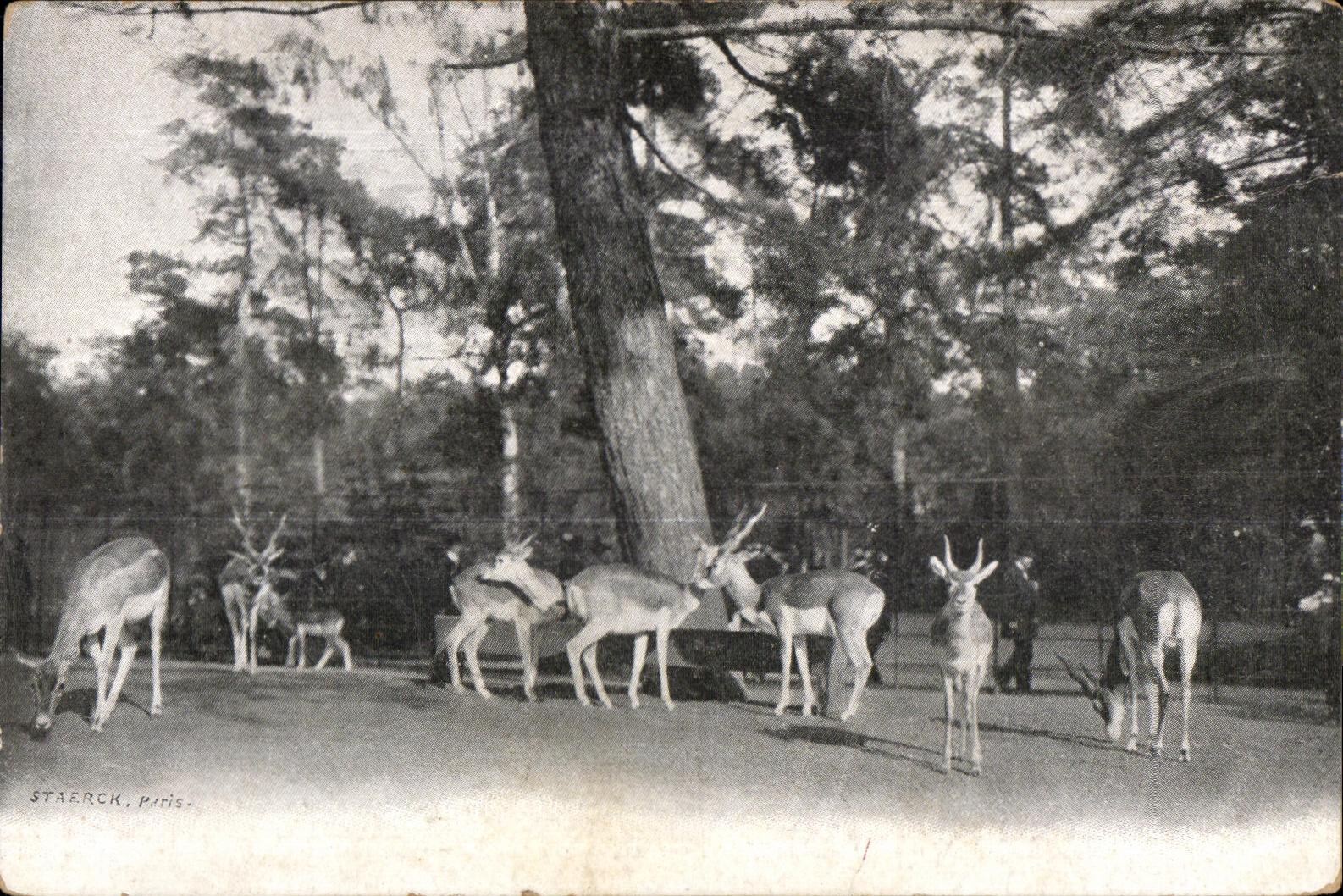 Brest - Gazelles - Louis Gautier - 31 Rue de Paris - CPA 