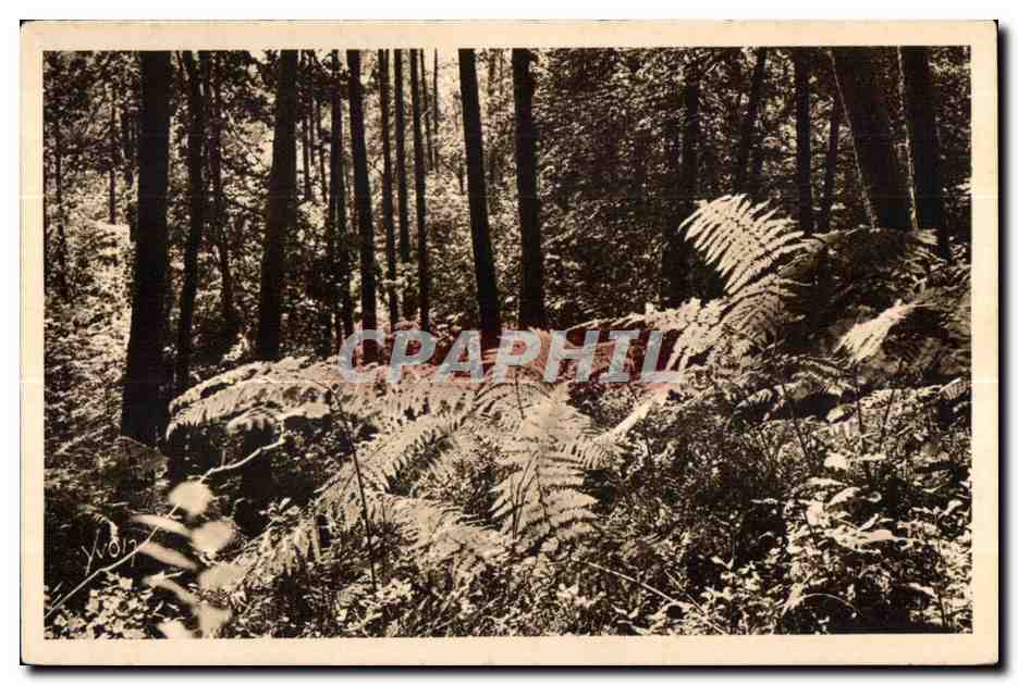 CPA Huelgoat (Finistere) Les Fougeres geantes de la Foret