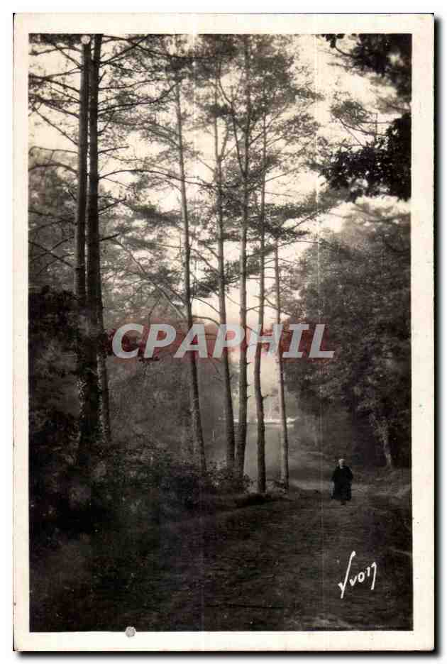 CPA Huelgoat (Finistere) Dans la foret en bordure de la route