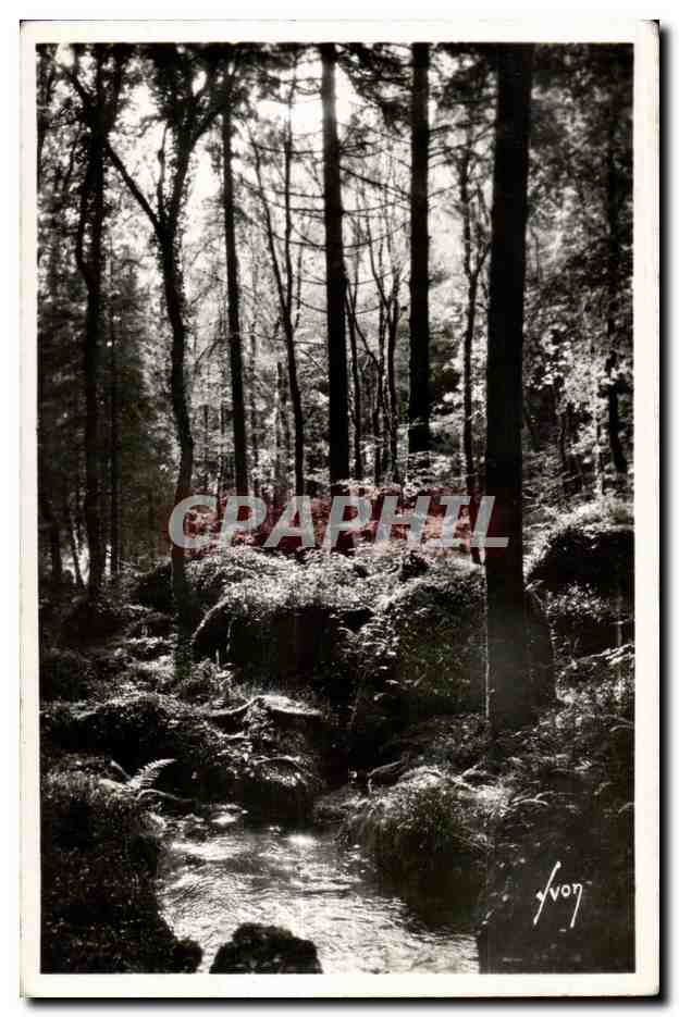 CPA Huelgoat (Finistere) La foret pres de la mare aux sangliers