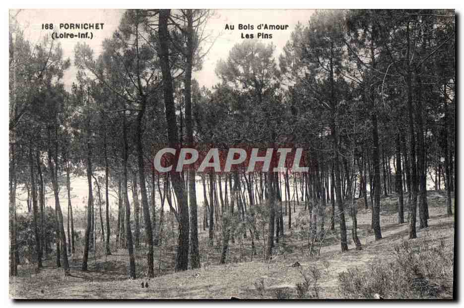 CPA Pornichet (Loire-Inf ) Au Bois d Amour Les Pins