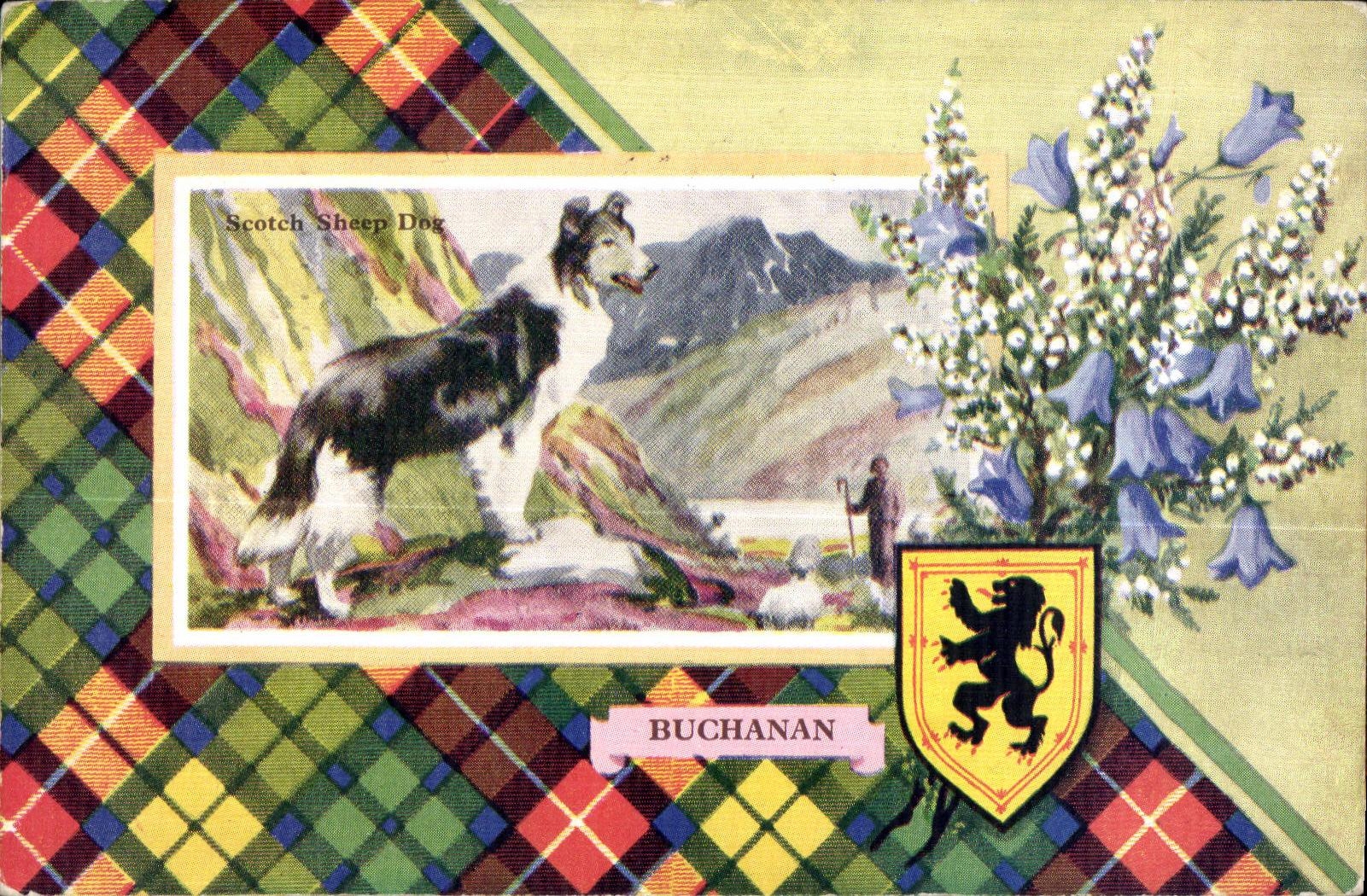 CPA Scotch Sheep Dog Buchanan Chien Scotland Ecosse