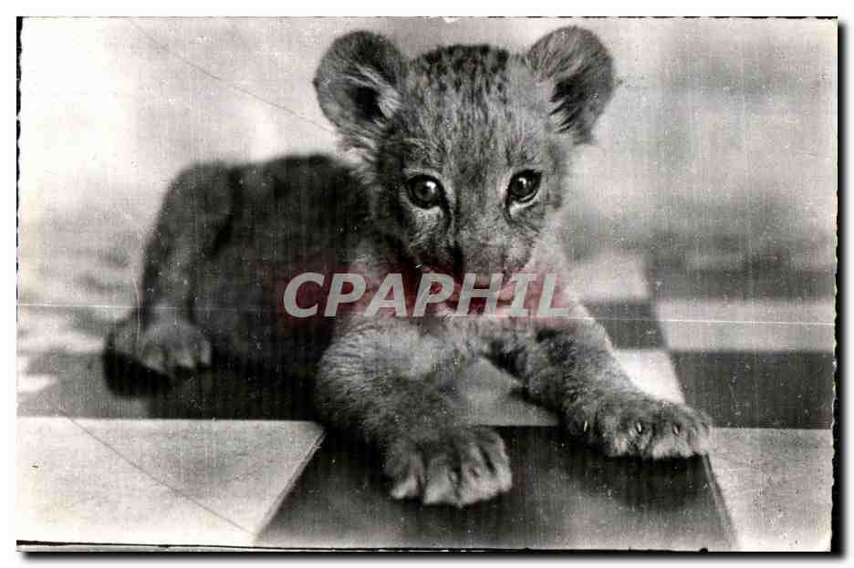 CPA Faue Africaine Le Petit Lion (Cl Couchetier)