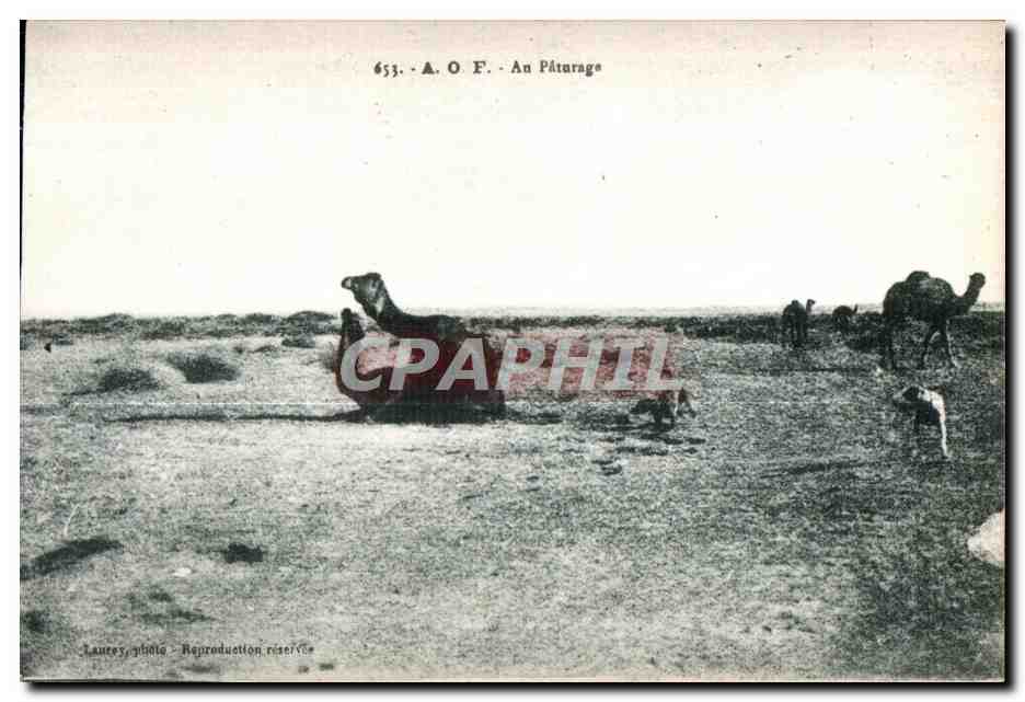 Pâturage de chameaux — désert — A. O. F. - An Pâturage - n° 653