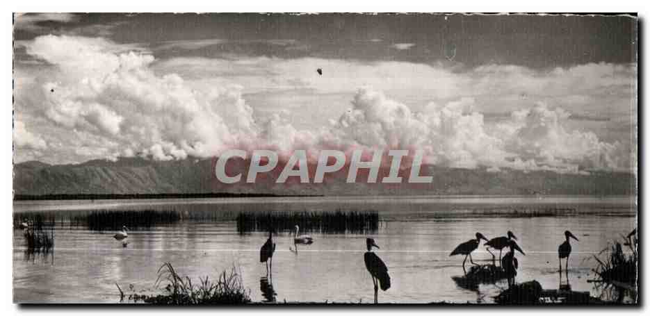 CPA Faune Africaine Marabouts noirs et Pelicans sur les boards d un Lac (Photo C L D Bruxelles)