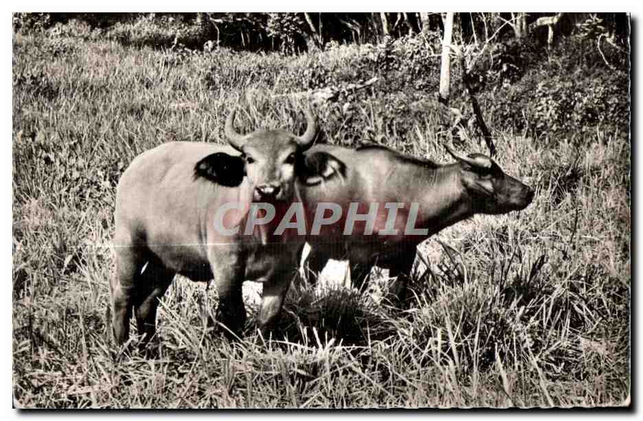 CPA Faune Africaine Couple de jeunes Buffles (Cl C l D Bruxelles)