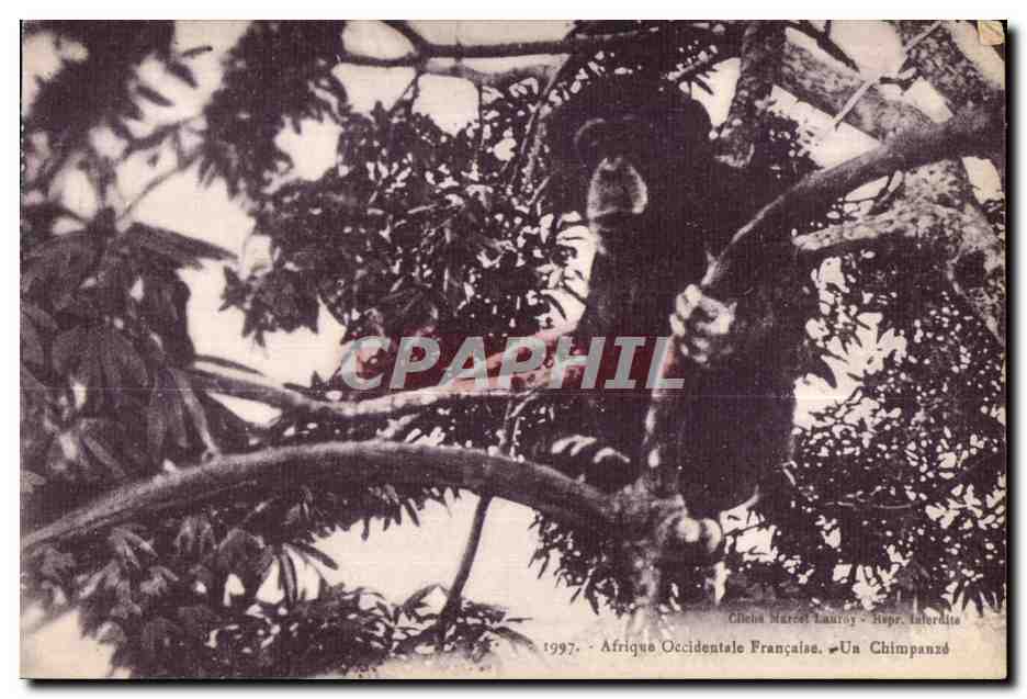 CPA Afrique Occidentale Francaise Ua Chimpanze Singe Monkey