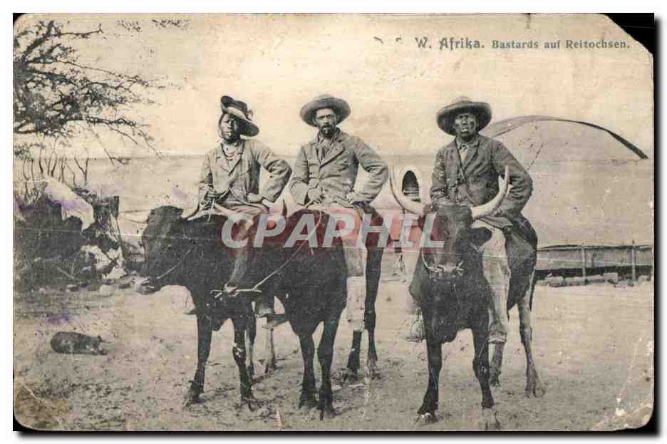 Antike Ansichtskarte West Afrika Bastards und Reitochsen Taureau Bull