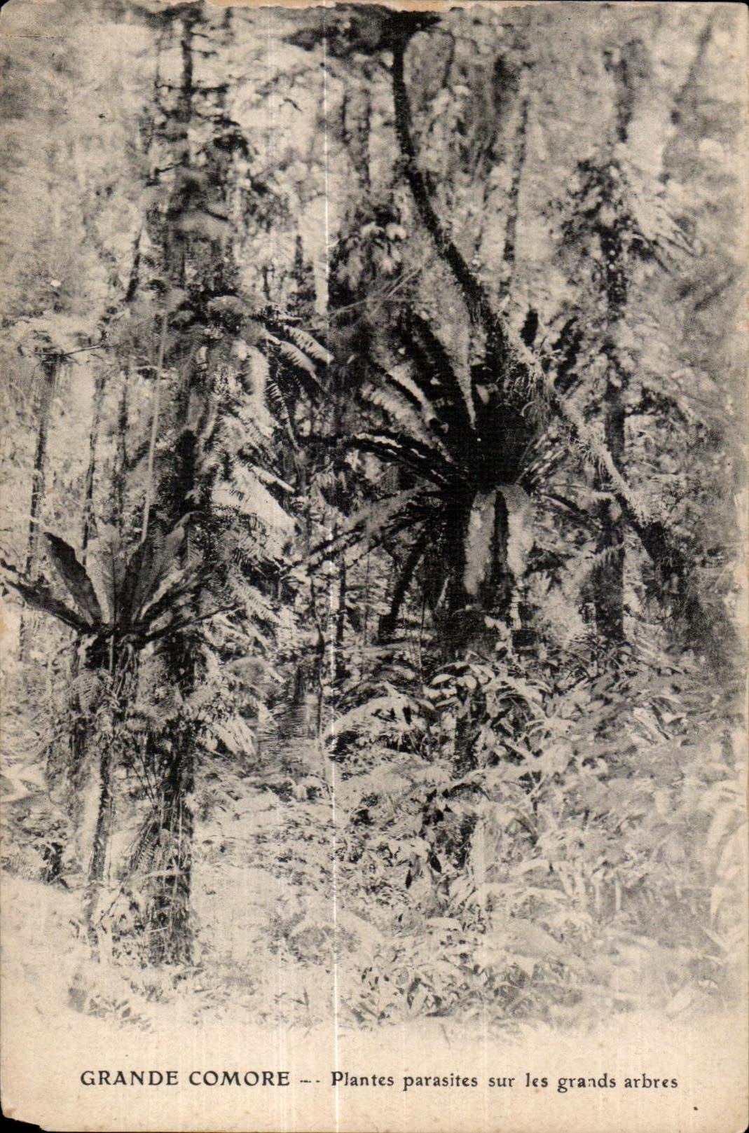 CPA Grande Comore Plantes parasites sur les grands arbres Comores