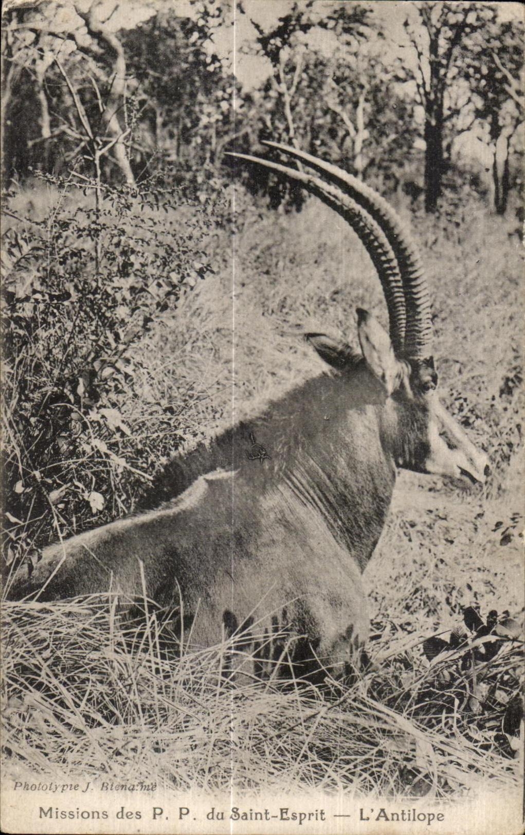 CPA Mission P P du Saint Esprit L Antilope Afrique 