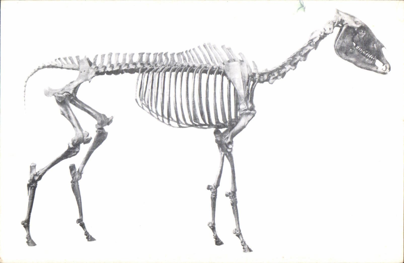 Squelette d'Equus occidentalis — 'Western horse' — Krieg Publishing Company
