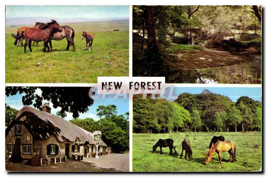 New Forest — paysages et chevaux — Colourmaster International NFO 80