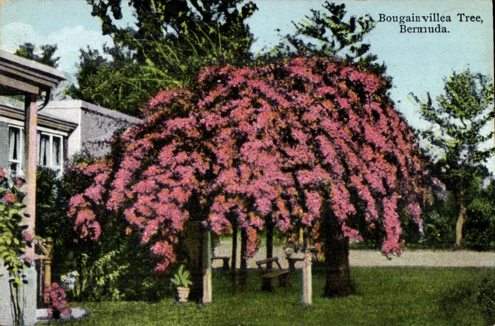 CPA Bougain villea Tree Bermuda Bermudes