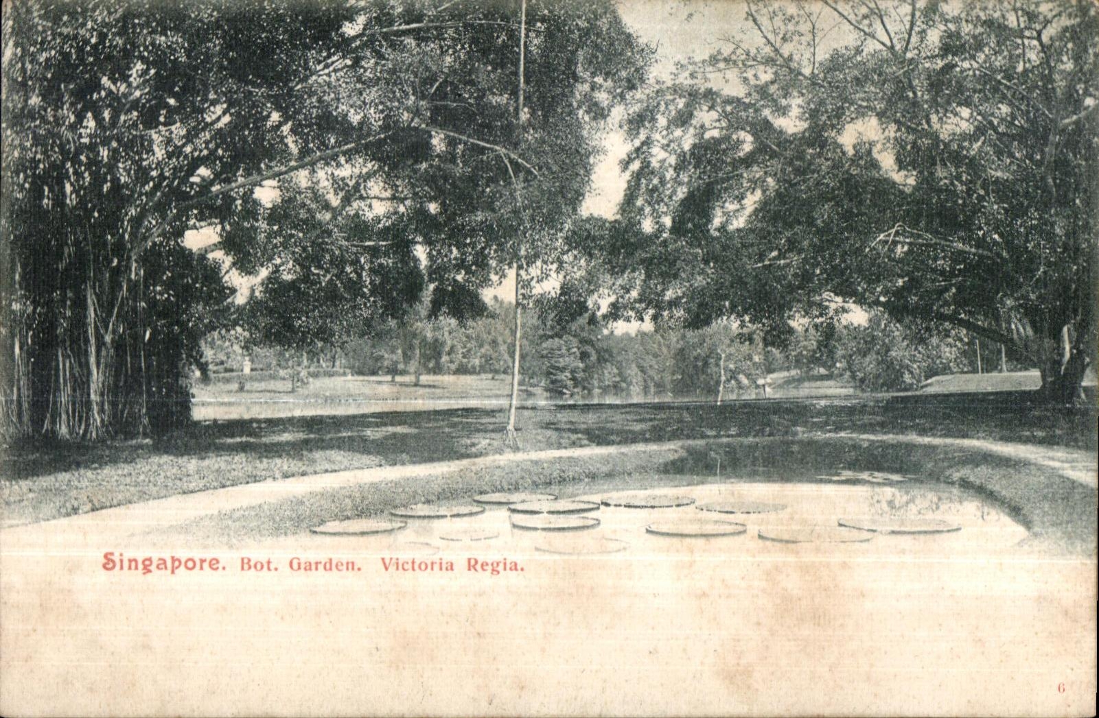 CPA Singapore Bot Garden Victoria Regia Singapour