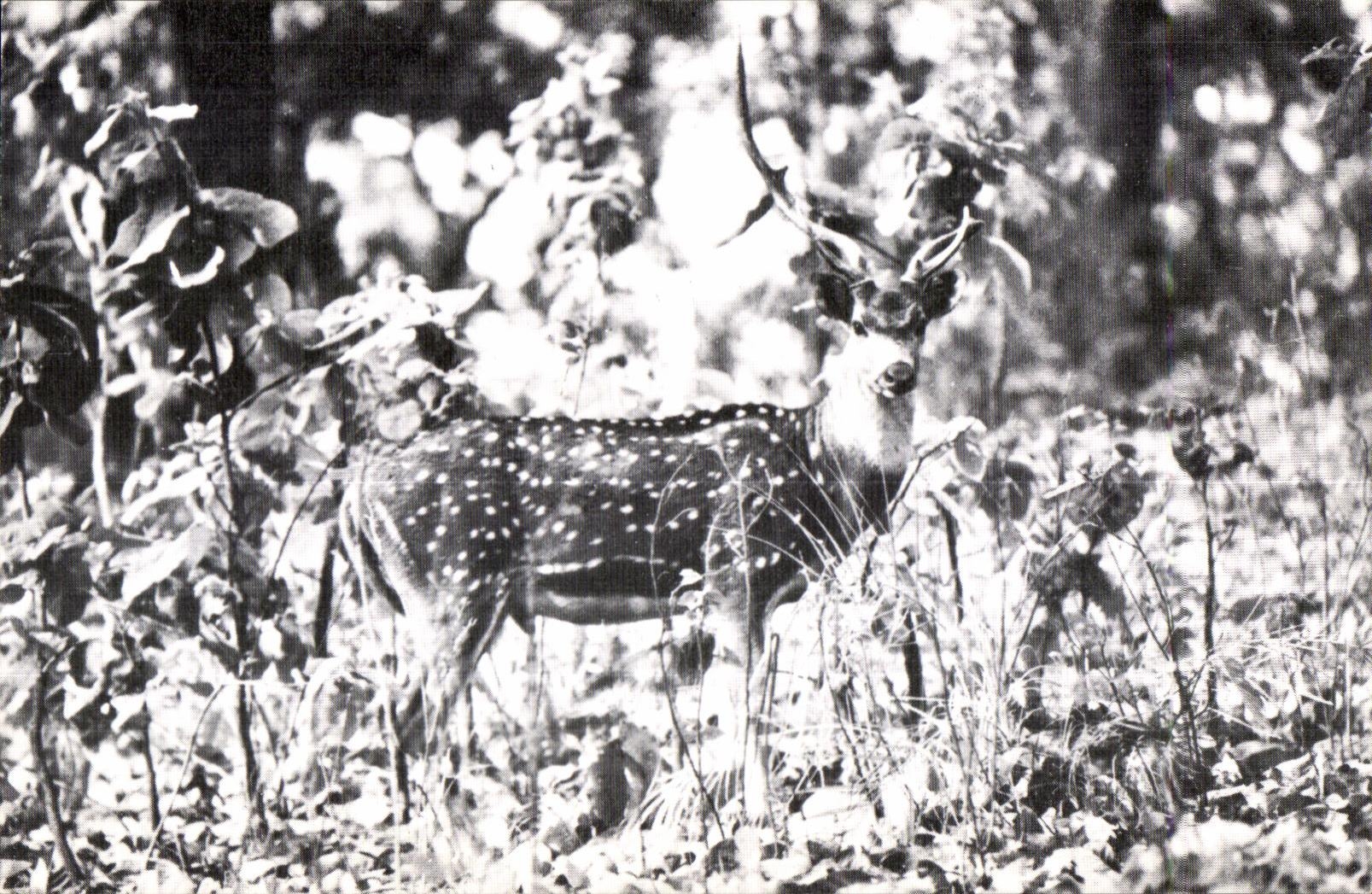 CPA Spotted Deer (Royal Chitwarm National Park) Tiger Tops Jungle Lodge Kathmandu Nepal